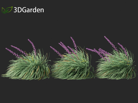 Ophiopogon japonicus - Mondo grass Modelo 3D
