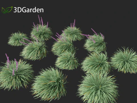 Ophiopogon japonicus - Mondo grass 3D Model