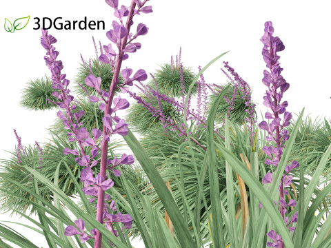 Ophiopogon japonicus - Mondo grass Modelo 3D