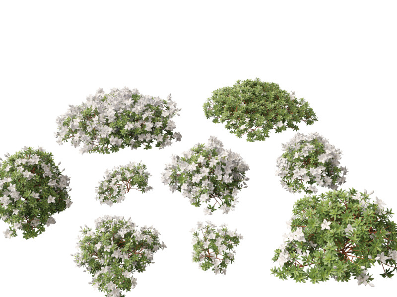Rhododendron Hino White - Hino-white azalea 3D Model .c4d .max .obj .3ds .fbx .stl .blend 