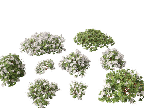 Rhododendron Hino White - Hino-white azalea Modello 3D