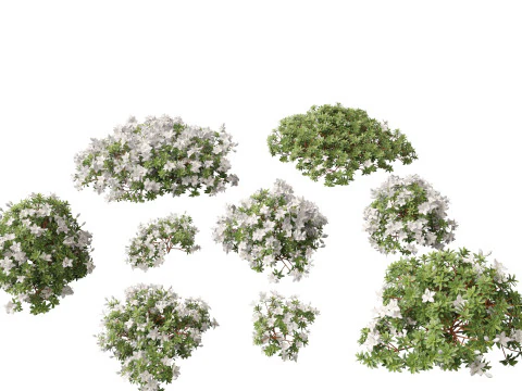Rhododendron Hino White - Hino-white azalea 3D Model