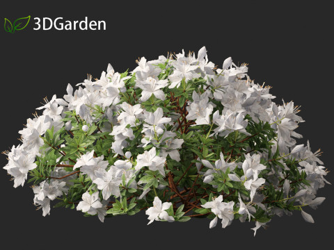 Rhododendron Hino White - Hino-white azalea 3D Model