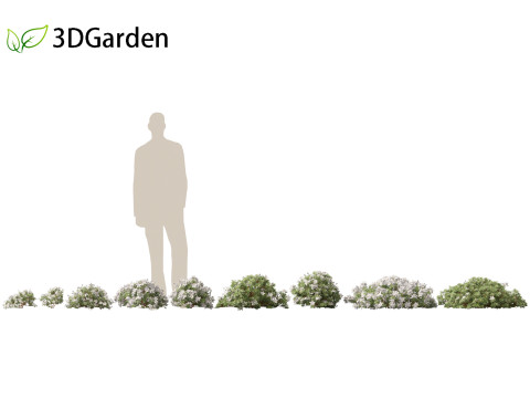 Rhododendron Hino White - Hino-white azalea 3D Model