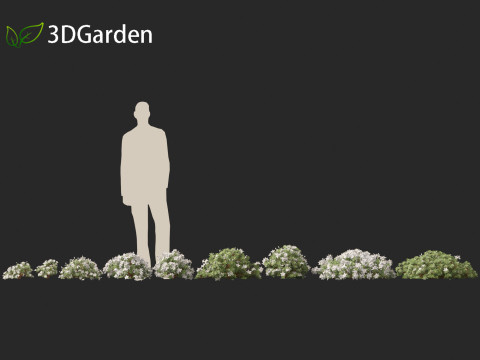 Rhododendron Hino White - Hino-white azalea 3D Model