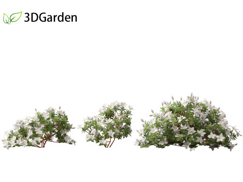Rhododendron Hino White - Hino-white azalea 3D Model