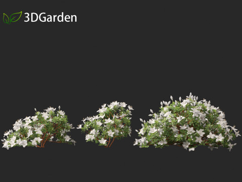 Rhododendron Hino White - Hino-white azalea 3D Model