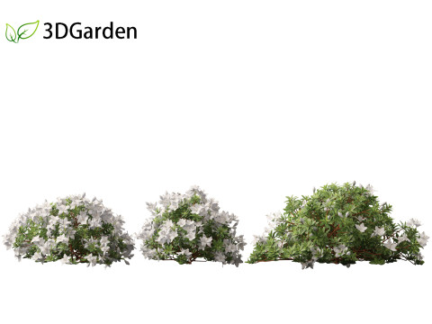 Rhododendron Hino White - Hino-white azalea 3D Model