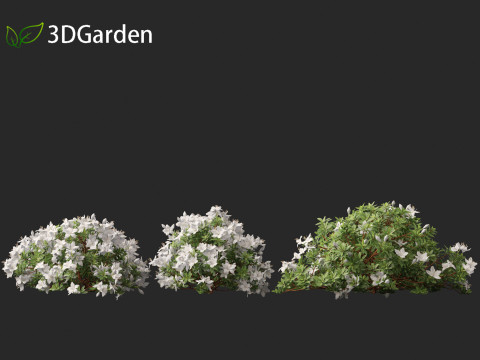 Rhododendron Hino White - Hino-white azalea 3D Model
