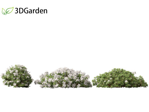 Rhododendron Hino White - Hino-white azalea 3D Model
