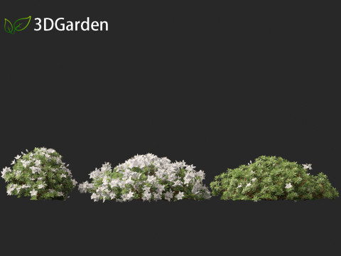 Rhododendron Hino White - Hino-white azalea 3D Model