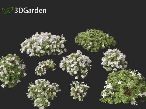 Rhododendron Hino White - Hino-white azalea 3D Model