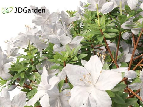 Rhododendron Hino White - Hino-white azalea 3D Model