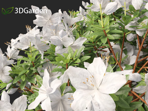 Rhododendron Hino White - Hino-white azalea 3D Model