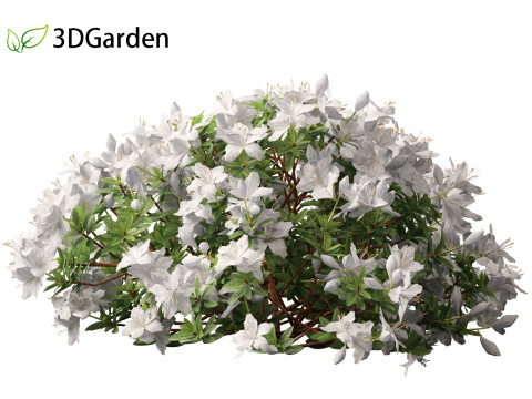 Rhododendron Hino White - Hino-white azalea 3D Model