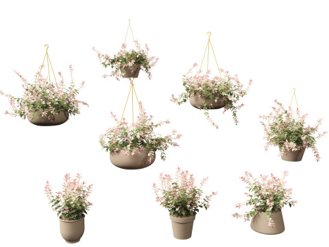 Trachelospermum asiaticum Hatsuyukikazura 3D Model