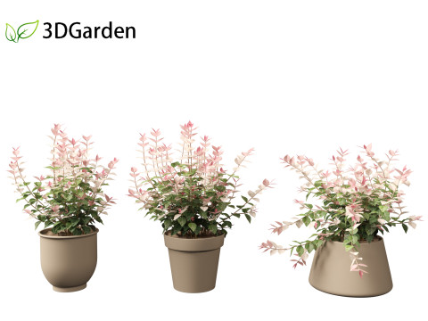 Trachelospermum asiaticum Hatsuyukikazura Modelo 3D