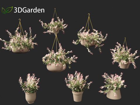 Trachelospermum asiaticum Hatsuyukikazura Modelo 3D
