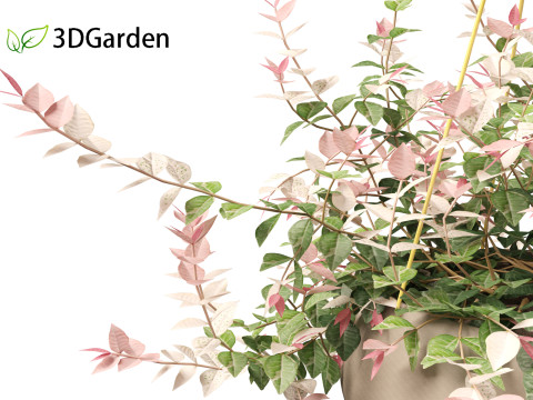 Trachelospermum asiaticum Hatsuyukikazura Modelo 3D