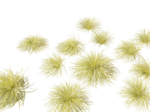 Acorus gramineus - Grassy-leaved sweet flag 3D 모델
