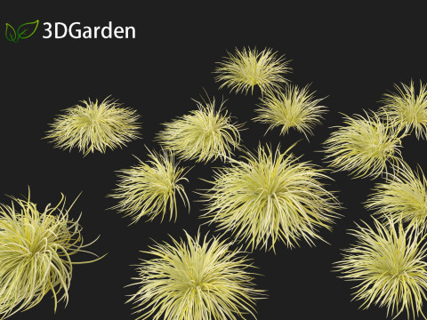 Acorus gramineus - Grassy-leaved sweet flag 3D Model