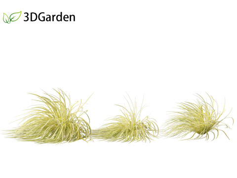Acorus gramineus - Grassy-leaved sweet flag 3D Model