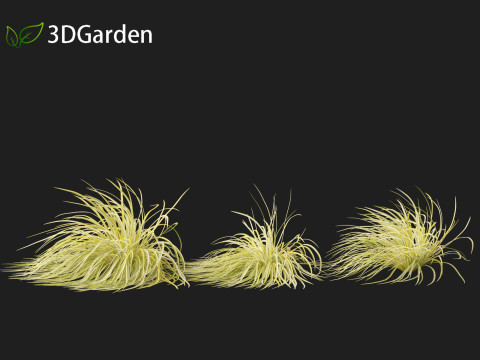 Acorus gramineus - Grassy-leaved sweet flag 3D Model
