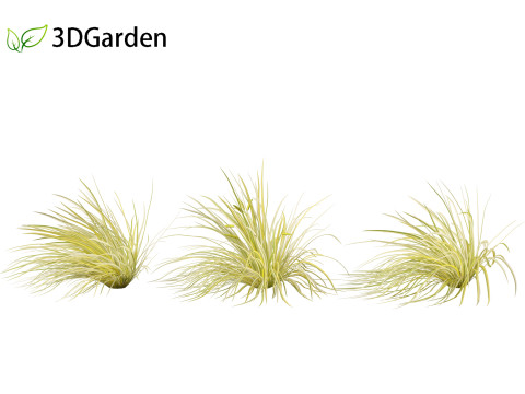 Acorus gramineus - Grassy-leaved sweet flag 3D Model