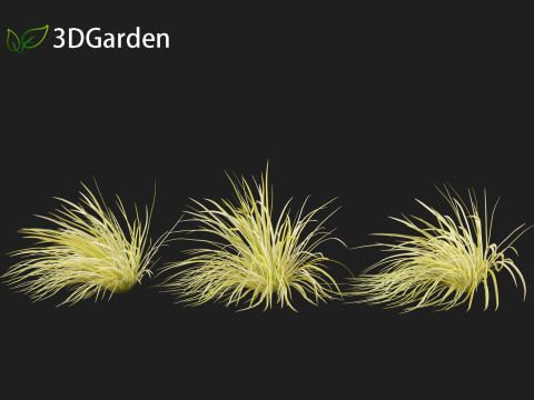 Acorus gramineus - Grassy-leaved sweet flag 3D Model