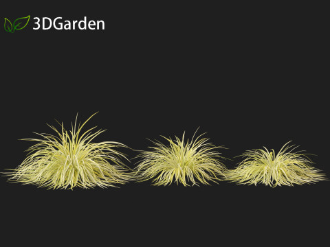 Acorus gramineus - Grassy-leaved sweet flag 3D Model