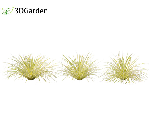 Acorus gramineus - Grassy-leaved sweet flag 3D Model