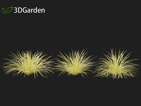 Acorus gramineus - Grassy-leaved sweet flag 3D Model