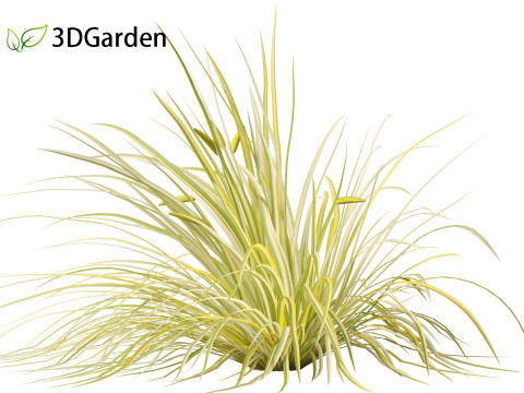 Acorus gramineus - Grassy-leaved sweet flag 3D Model