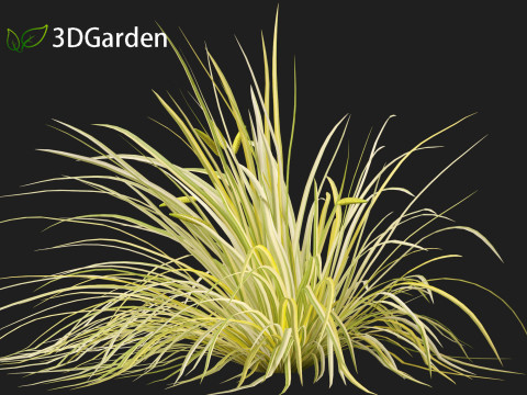 Acorus gramineus - Grassy-leaved sweet flag 3D Model