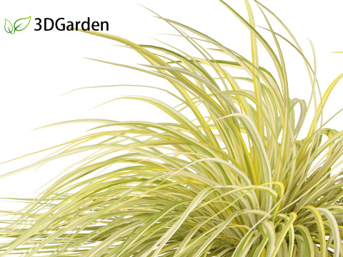 Acorus gramineus - Grassy-leaved sweet flag 3D Model