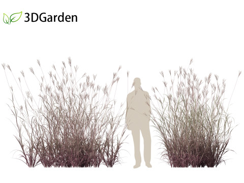 Andropogon gerardii - Big bluestem grass 01 3D Model