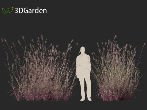 Andropogon gerardii - Big bluestem grass 01 3D Model