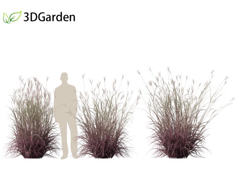 Andropogon gerardii - Big bluestem grass 01 3D Model