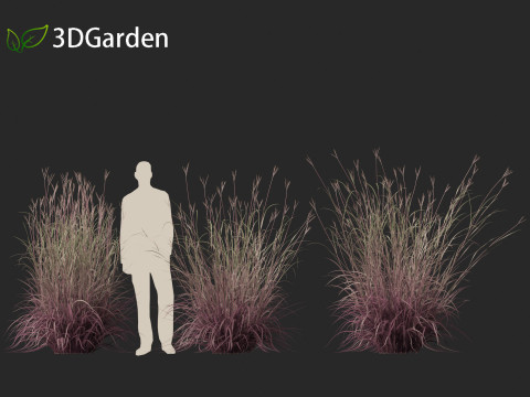 Andropogon gerardii - Big bluestem grass 01 3D Model