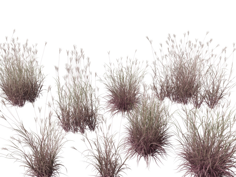 Andropogon gerardii - Big bluestem grass 01 3D Model .c4d .max .obj .3ds .fbx .stl .blend 
