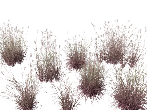 Andropogon gerardii - Big bluestem grass 01 3D Model