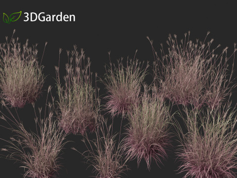Andropogon gerardii - Big bluestem grass 01 3D Model
