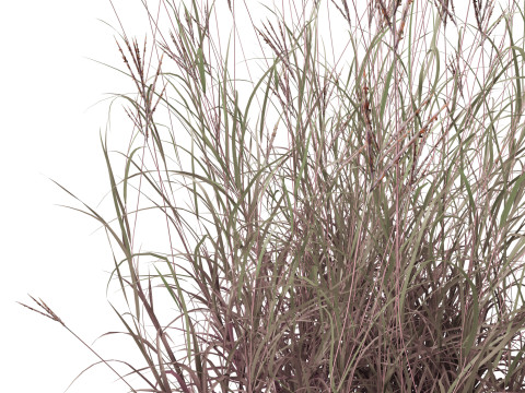 Andropogon gerardii - Big bluestem grass 01 3D Model