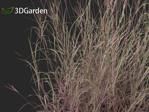 Andropogon gerardii - Big bluestem grass 01 3D Model