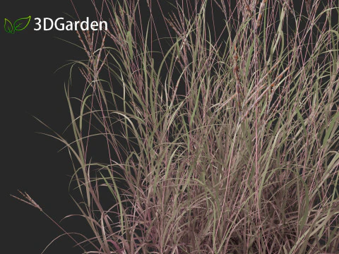 Andropogon gerardii - Big bluestem grass 01 3D Model