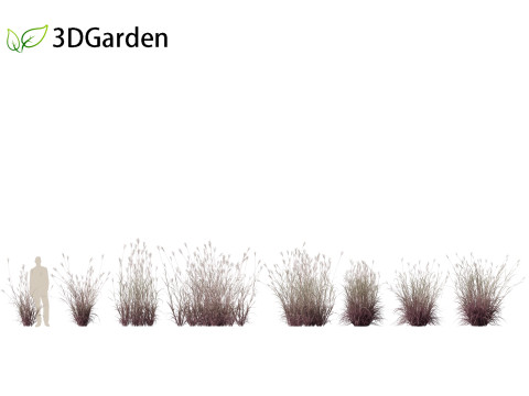 Andropogon gerardii - Big bluestem grass 01 3D Model