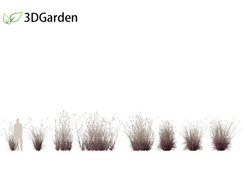 Andropogon gerardii - Big bluestem grass 01 3D Model