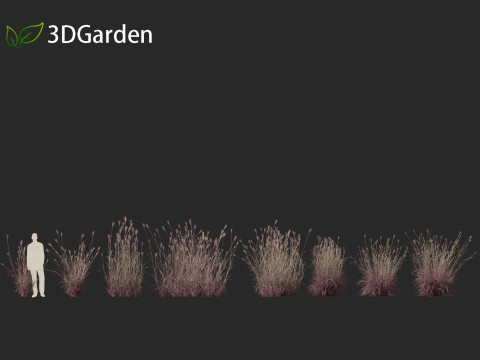 Andropogon gerardii - Big bluestem grass 01 3D Model