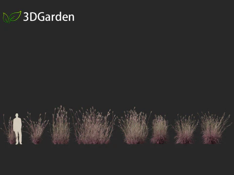 Andropogon gerardii - Big bluestem grass 01 3D Model