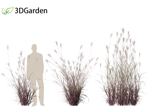 Andropogon gerardii - Big bluestem grass 01 3D Model
